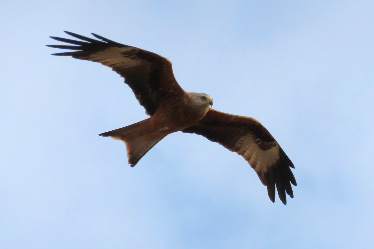 Rathlin Stickybeak tweet media