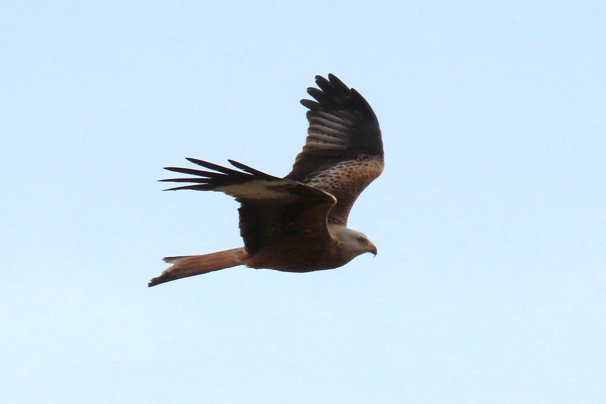 Rathlin Stickybeak tweet media