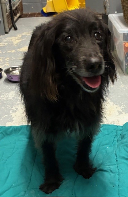 Conception Bay South tweet media