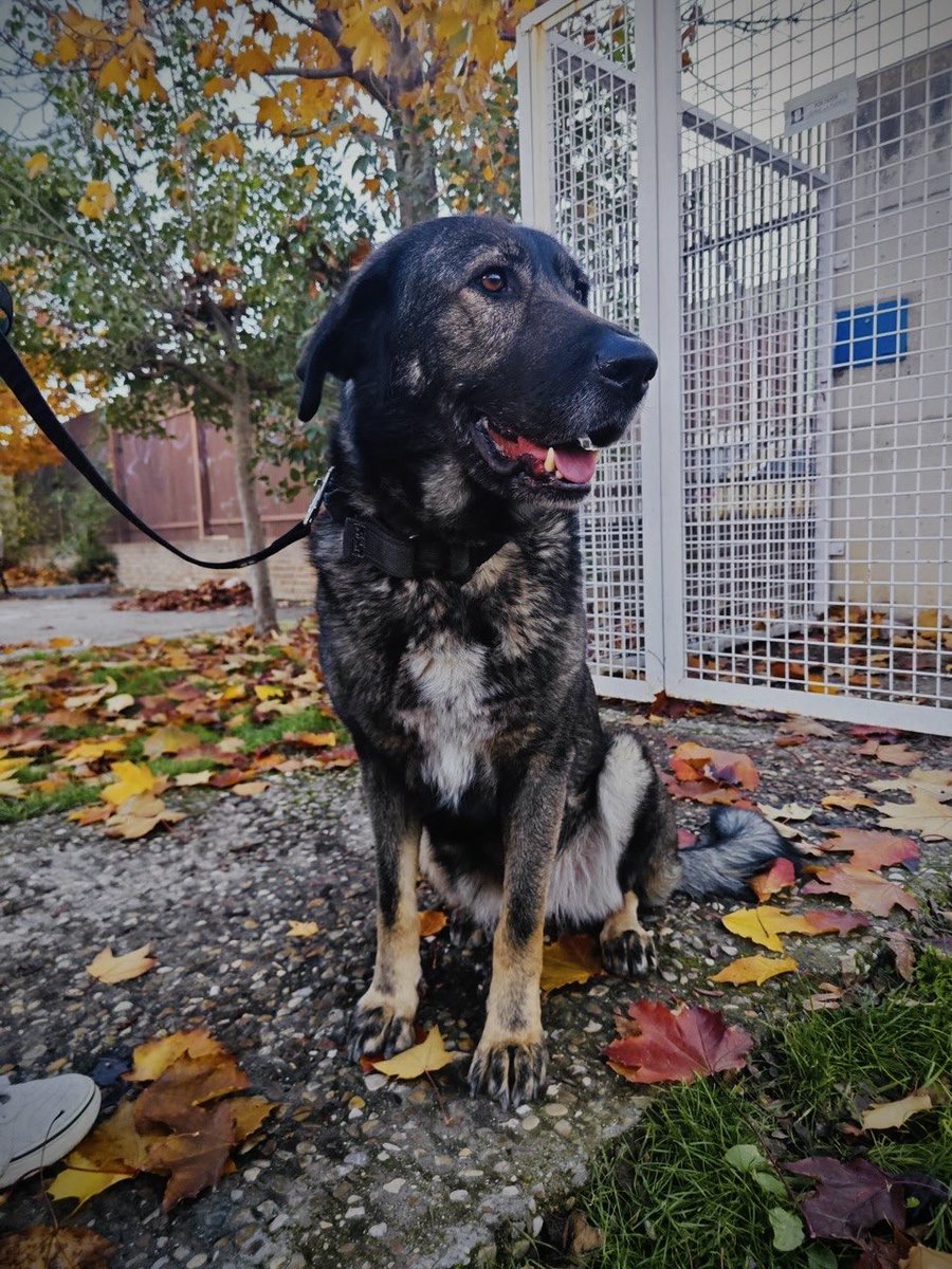 Bienestar Animal Alcorcón tweet media