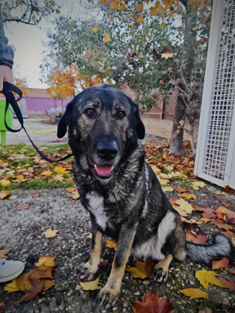 Bienestar Animal Alcorcón tweet media