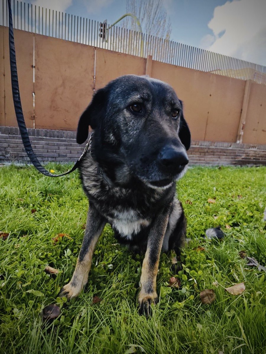 Bienestar Animal Alcorcón tweet media