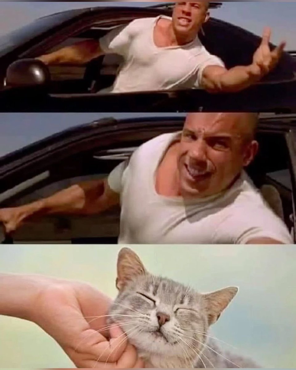 No Cats No Life tweet media