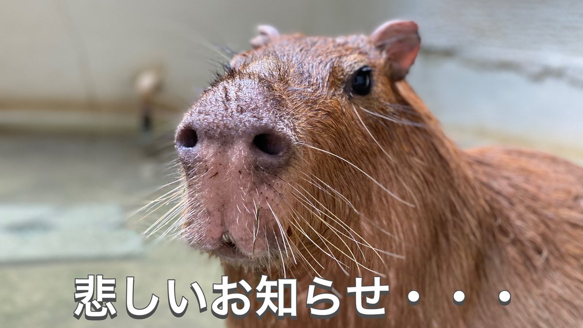 草津熱帯圏 tweet media