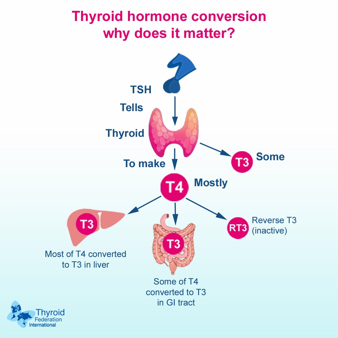 Thyroid hormone conversion is the peripheral process where T4 is converted into T3. To ensure optimal treatment of hypothyroidism, it is important to  understand thyroid physiology and thoroughly evaluate thyroid dysfunction.