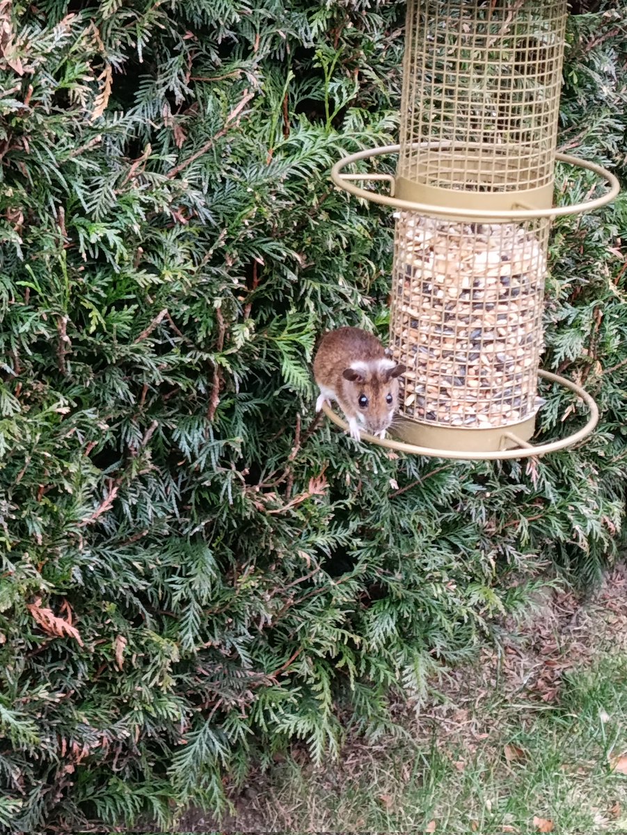 Tlepolemos's tweet photo. @LoveGrowingVeg look who's coming to dinner https://t.co/ayNXKlKTaD