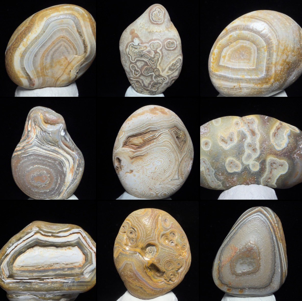 グンマー tweet media