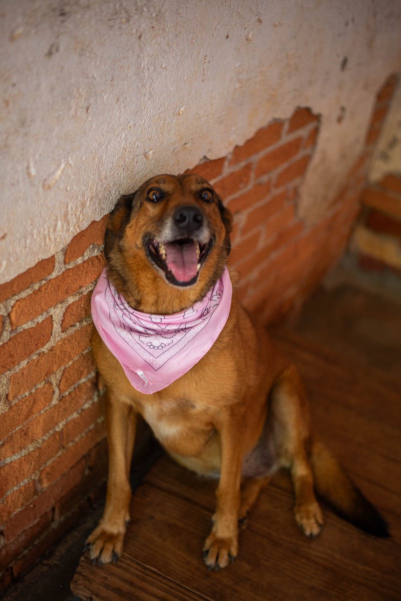 Congonhal/MG

Beyoncé é uma caramela apaixonante!
Amorosa, doce e brincalhona, desde 2019 espera por um lar.
Tem porte médio
Está castrada e vacinada

Contato via whatsapp (35)99193-5404