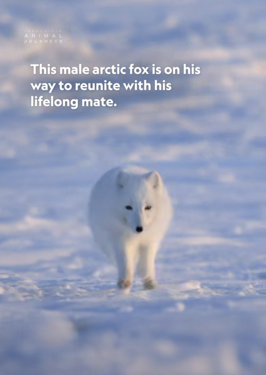 aster🖤🤍 tweet media