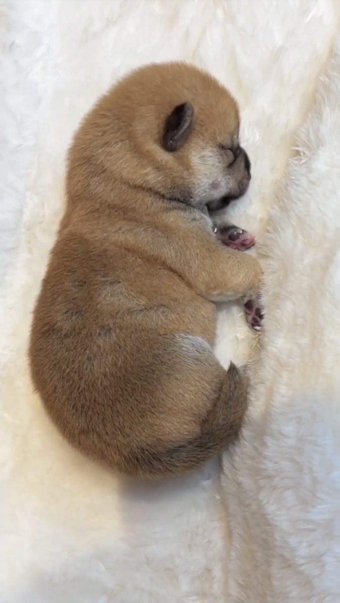 NichaIasGidds tweet media