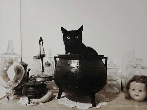 toadinpot's tweet image. Zachariah the cat!!
#tsom #tlwh