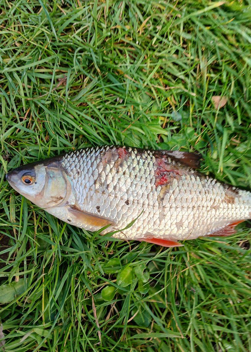 InlandFisherIE's tweet image. 🆕 IFI has secured convictions against a man for foul hooking fish at St Mullins on the River Barrow, and for use of a vehicle in the commission of the offence 🎣 #Kilkenny District Court ordered him to pay €600 fine + €750 costs 📲 Pls report illegal fishing to 0818 34 74 24