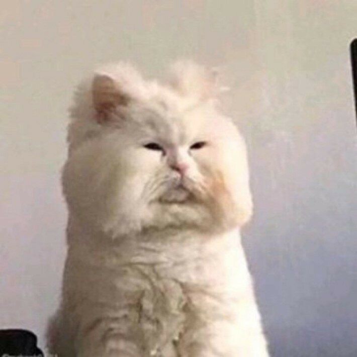 시초 (@shicho1017) on Twitter photo 