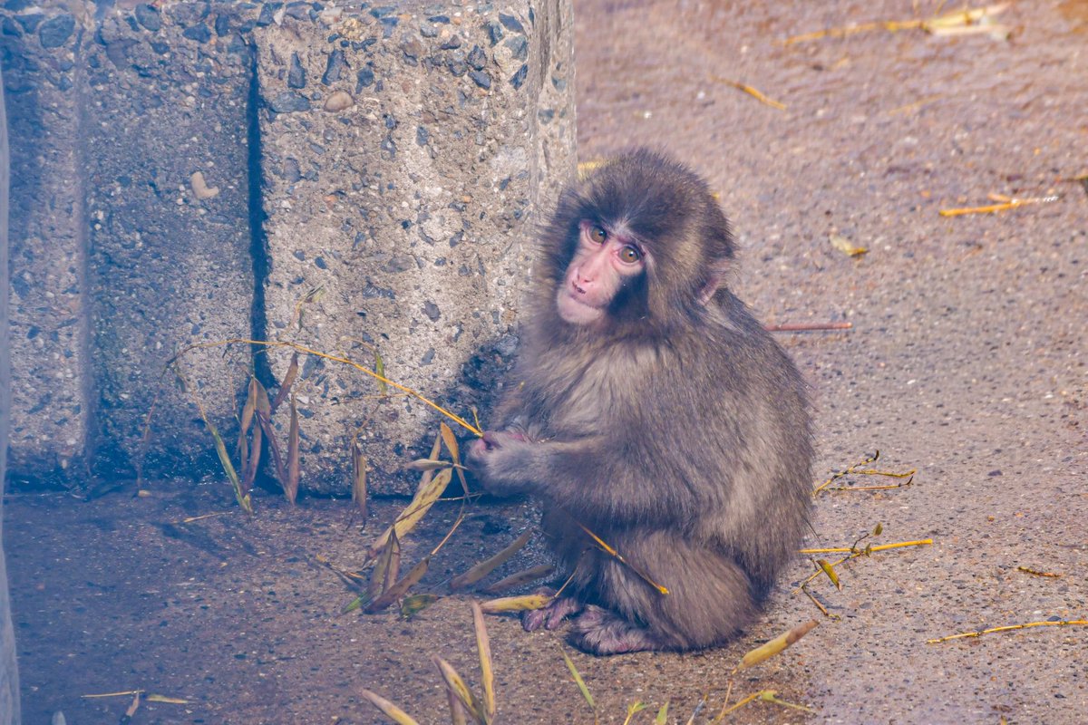 k_7250's tweet photo. パンチくん見てきた🐒💓
オランママ引きずって歩いてるの見れて嬉しかった(​ *´꒳`*​)

#がんばれパンチ https://t.co/26tMrLwqbP