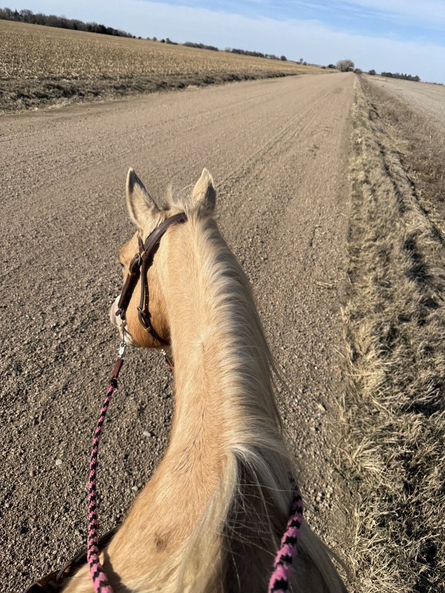 Danielle Scheele tweet media