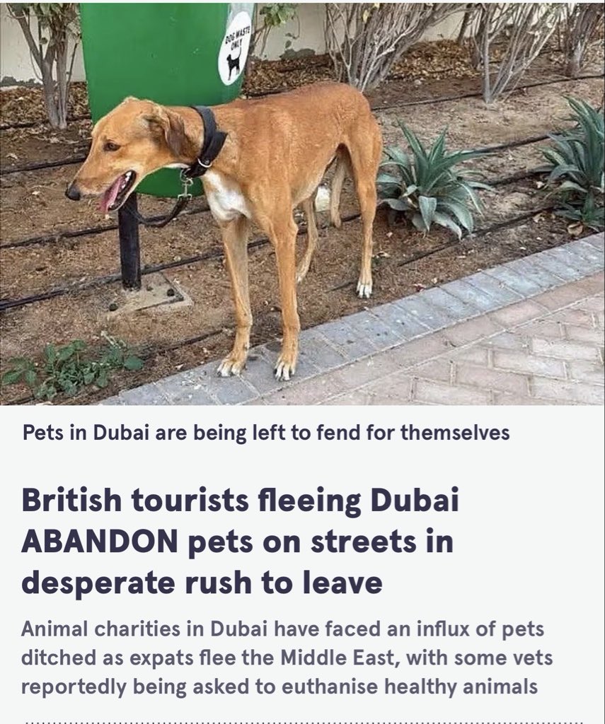 StarPlatinum tweet media