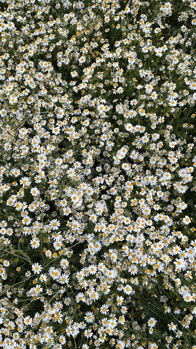 مـسـاء الـخـيـر