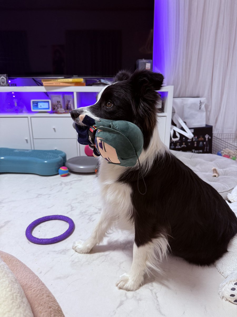 レティ🐼ボーダーコリー tweet media