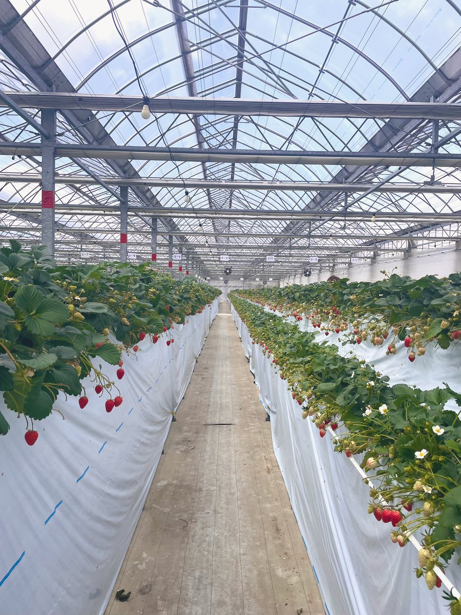 MfxKq's tweet photo. 今年も🍓 https://t.co/lTB4xQ1KUy