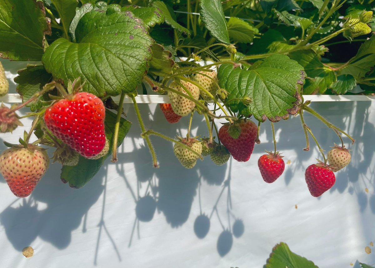 MfxKq's tweet photo. 今年も🍓 https://t.co/lTB4xQ1KUy