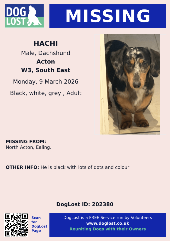 MissingPetsGB's tweet image. 🐕 North Acton #Ealing Greater London #W3 area

HACHI is #missing #Dachshund since
Monday 9 March 2026
Hachi is MICROCHIPPED &amp;amp; he is black with lots of dots and colour. 

Please share to help find HACHI