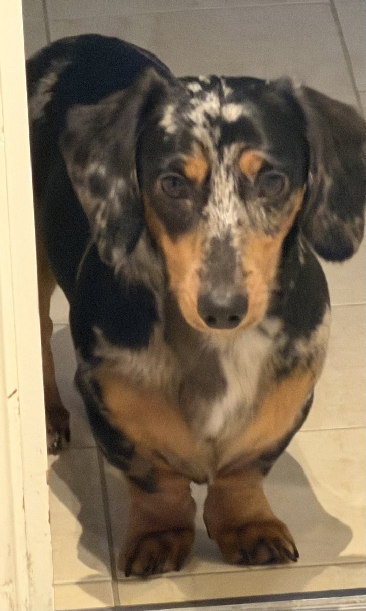 MissingPetsGB's tweet image. 🐕 North Acton #Ealing Greater London #W3 area

HACHI is #missing #Dachshund since
Monday 9 March 2026
Hachi is MICROCHIPPED &amp;amp; he is black with lots of dots and colour. 

Please share to help find HACHI