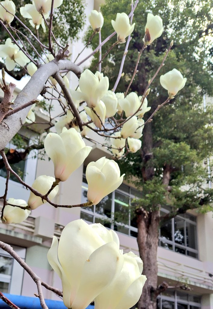 #ハクモクレン が綺麗に咲いています。
そんな中、今朝は雪がちらついて、空気の冷たい1日でした。