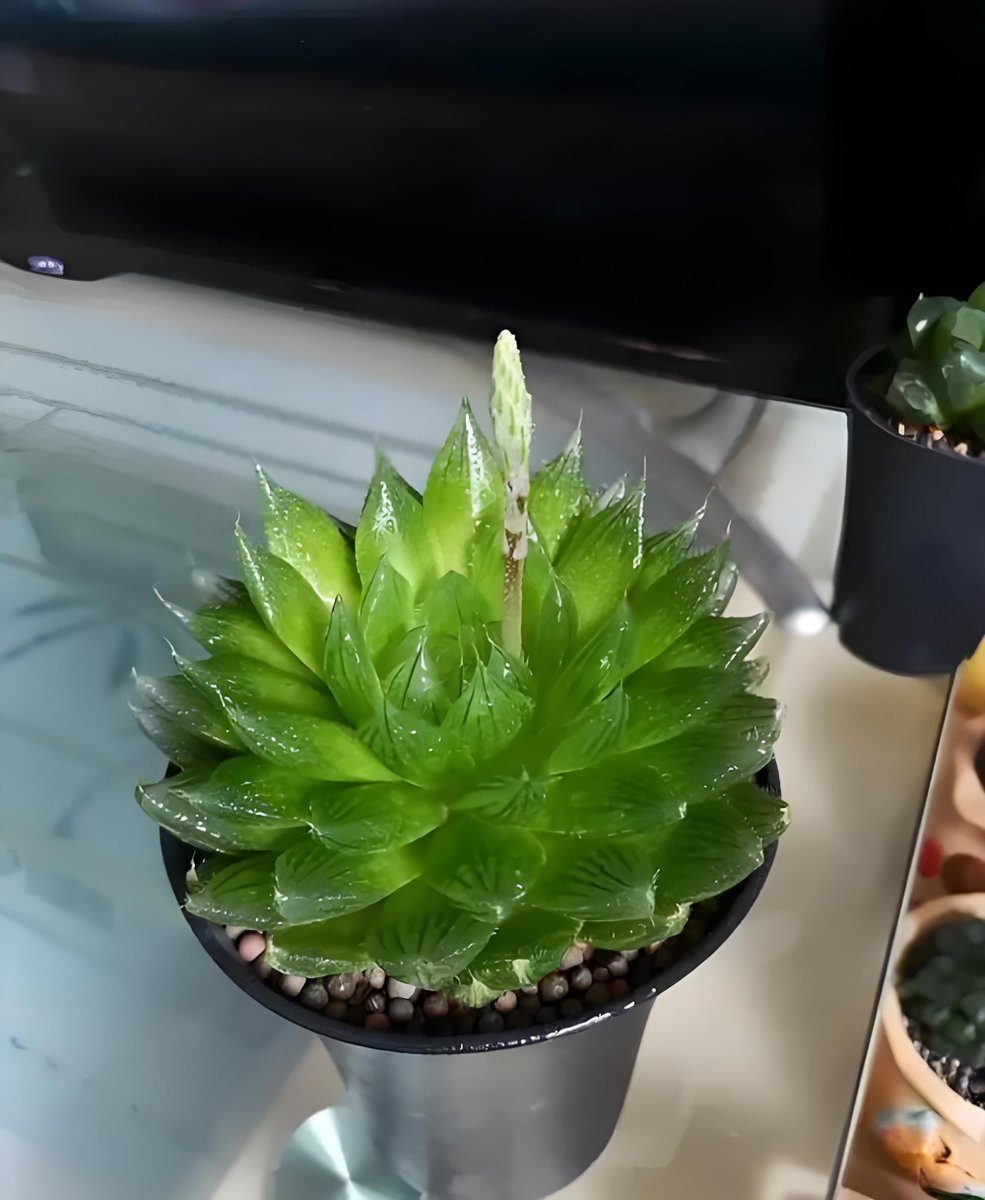 EdiBastos1's tweet photo. DIY Mini Succulent Terrarium   Grab a jar, pebbles, soil u0026 1-2 tiny succulents! Layer pebbles (drainage) → soil → plant → top with sand. Place in bright light—done! Perfect desk decor. #DIYCrafts #SucculentLove https://t.co/oMbcnKJ1qD