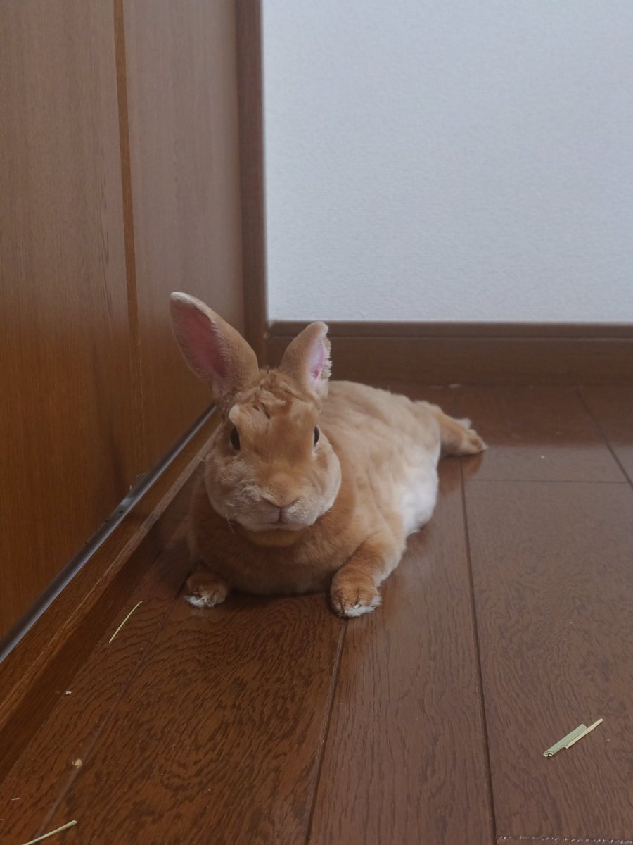 ゆー@もこもこは正義//ミニレッキスころも tweet media