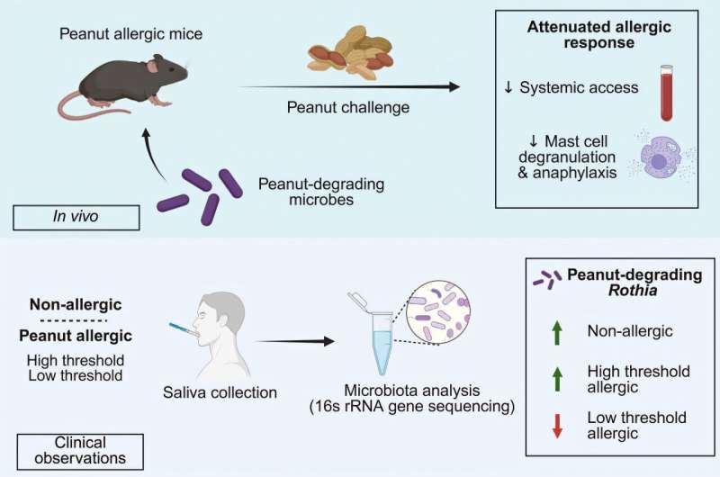 Tearing up as a food allergy mama, we might have discovered a very interesting mechanism on why two people with the same peanut allergy antibodies react so differently. It starts with oral and gut microbiome! 

Researchers identified several oral and gut microbes capable of