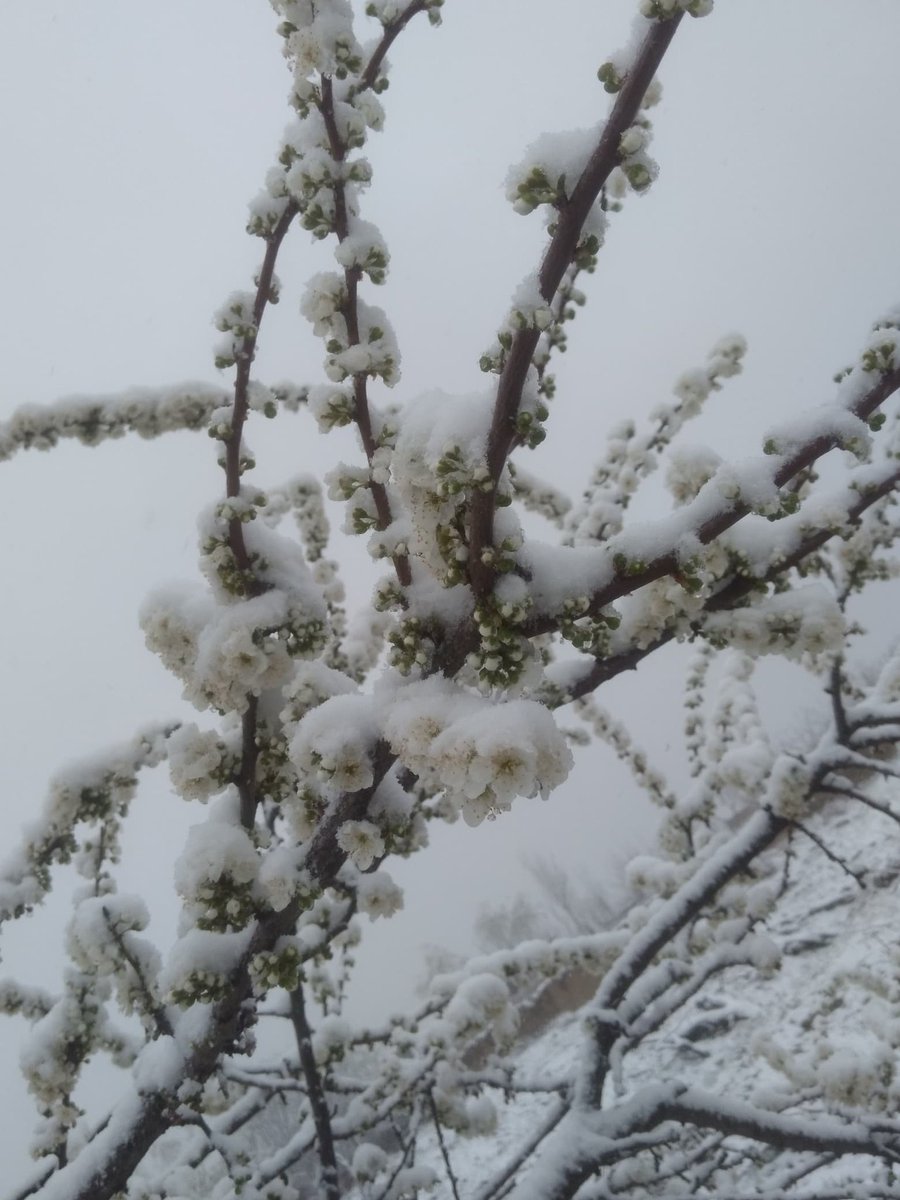 NajibSadid's tweet image. A much warmer February caused fruit trees to blossom prematurely in many parts of #Afghanistan. Now, fresh #snowfall is likely to cause frost damage &amp;amp; impact horticultural yields. Climate change is not just about rising air temperatures; it has a multitude of complex dimensions.