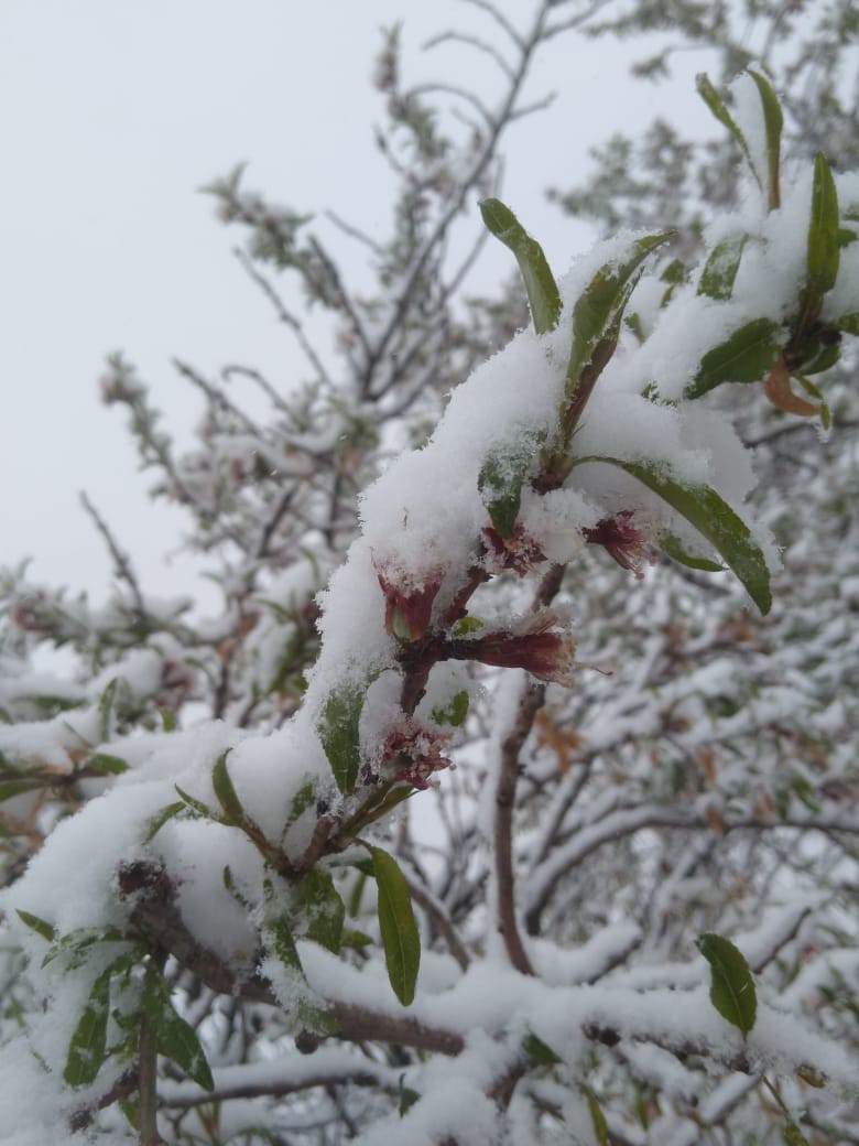 NajibSadid's tweet image. A much warmer February caused fruit trees to blossom prematurely in many parts of #Afghanistan. Now, fresh #snowfall is likely to cause frost damage &amp;amp; impact horticultural yields. Climate change is not just about rising air temperatures; it has a multitude of complex dimensions.