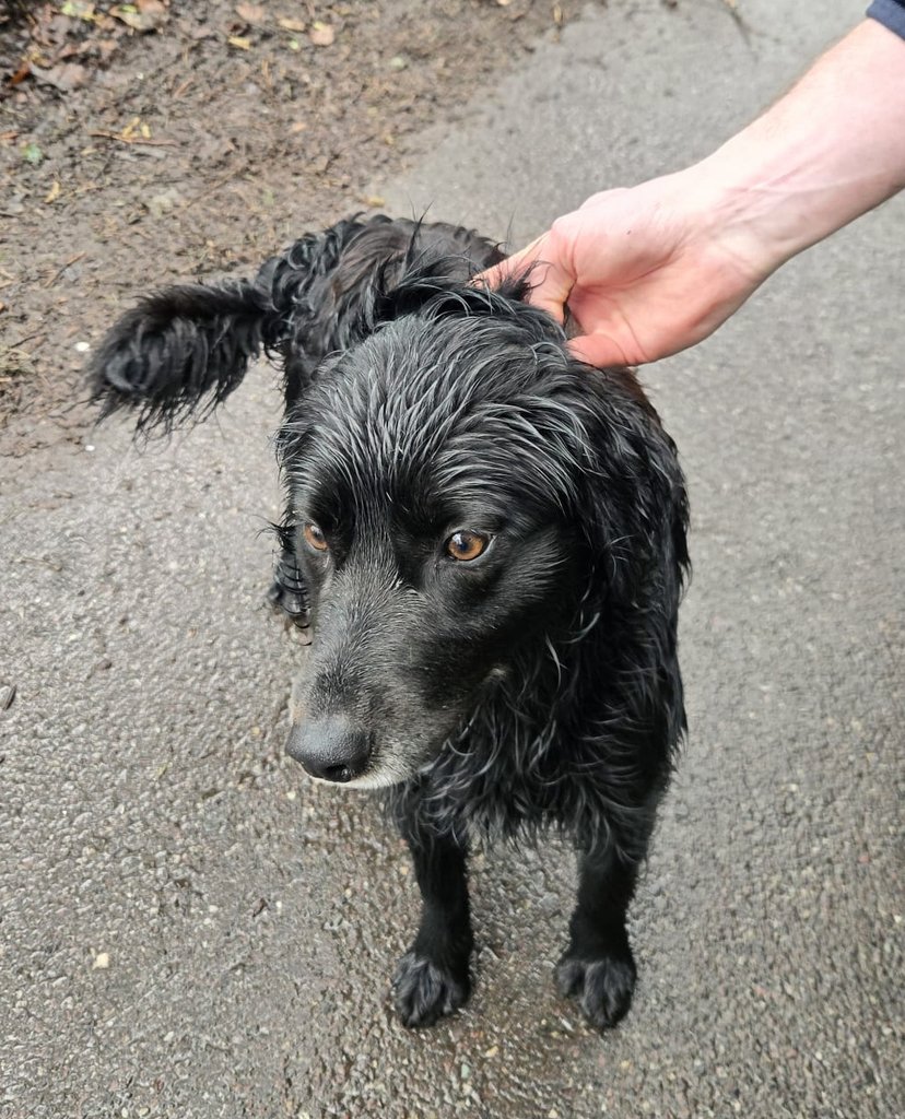 Stray Dog Alert 🐾 🇮🇪

Encountered this absolutely beautiful dog near East Ferry, Midleton, Co.Cork today. 

So full of life he is. 🥹

All help appreciated.
