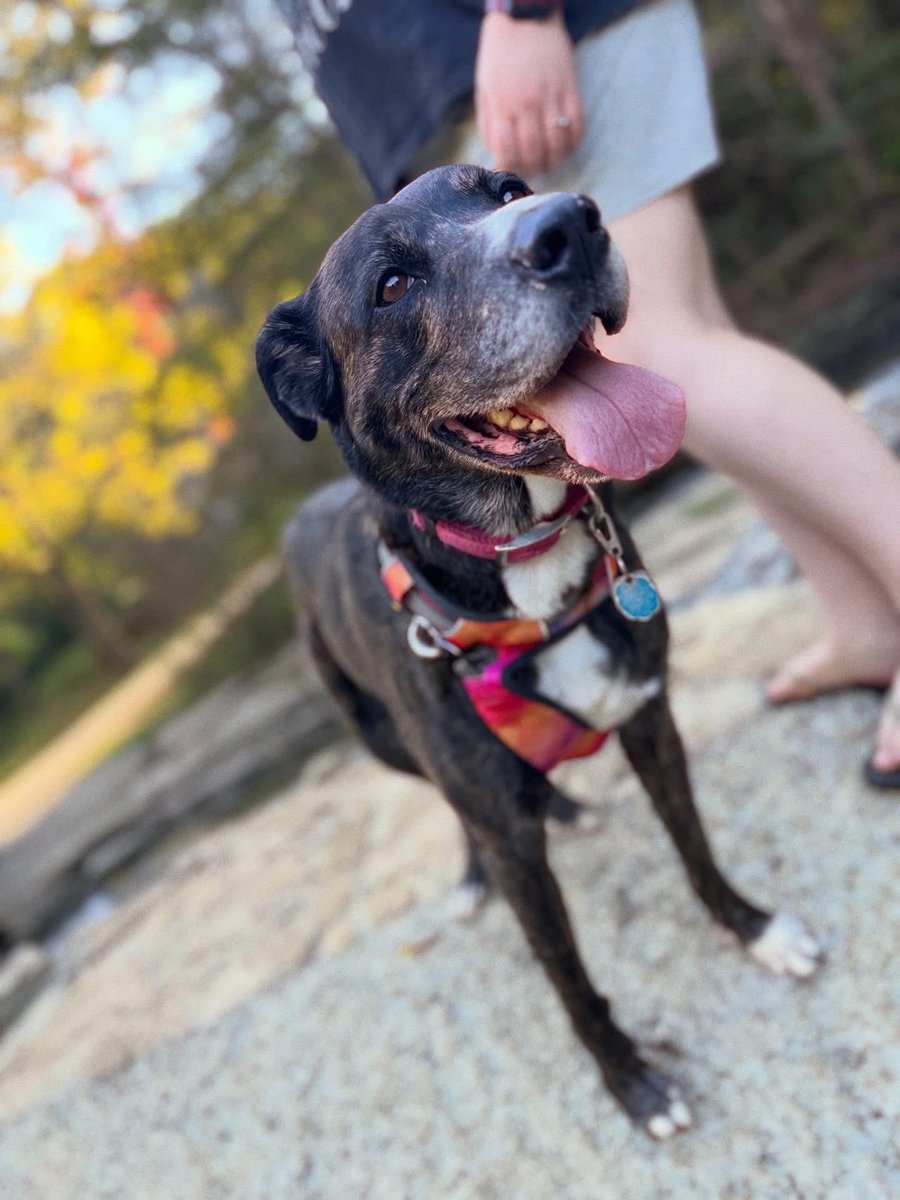 TheKristenKae's tweet image. So thankful for our sweet Poppy! 🐾 Can’t believe she’s 9 already—it feels like just yesterday we adopted our "crazy" 1-year-old pup. 🤪
She makes every outing a joy with her happy spirit. The love of a dog is such a pure gift &amp;amp; we’re so lucky she’s our fur baby! ❤️🥰 #DogMom