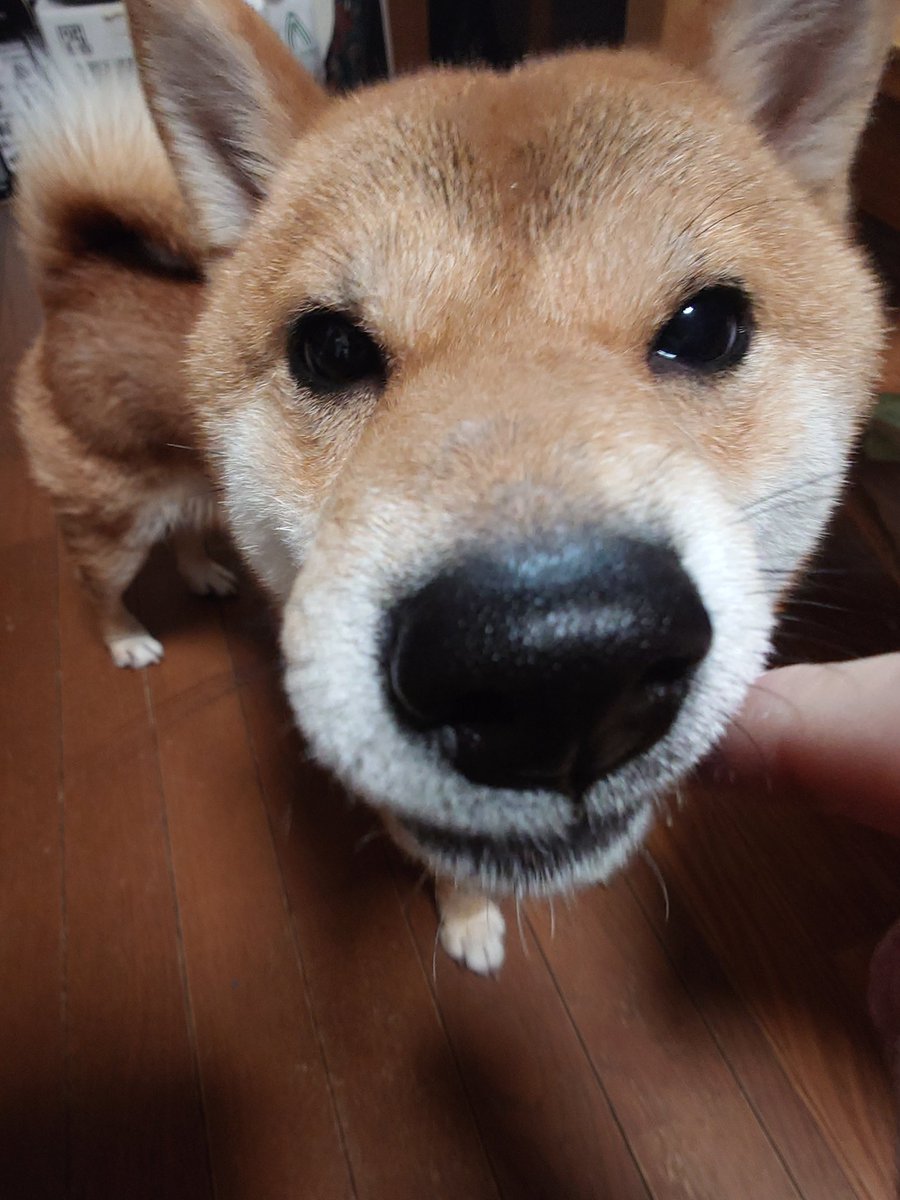 今日の朝とったいぬ