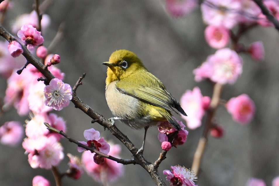 tognap's tweet photo. ■タイトル：春を告げる
■撮影スポット：青葉の森公園
■投稿者から一言：梅園の梅も散ってしまう時期でしたが、メジロは枝にとまり春の訪れを告げ続けていました。

#ちばとぴフォト部投稿 https://t.co/YBozz2P2PM