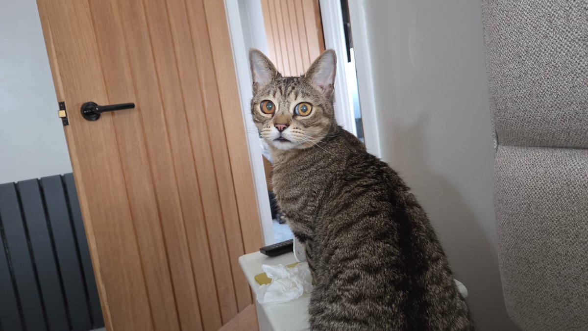 NinnyCat's tweet photo. Sorry to be so quiet. I'm still abandoned by Mum. Keeping an eye on Dad 24/7. #BossBilly #Tabby #Catting https://t.co/r1LuGn7vyd