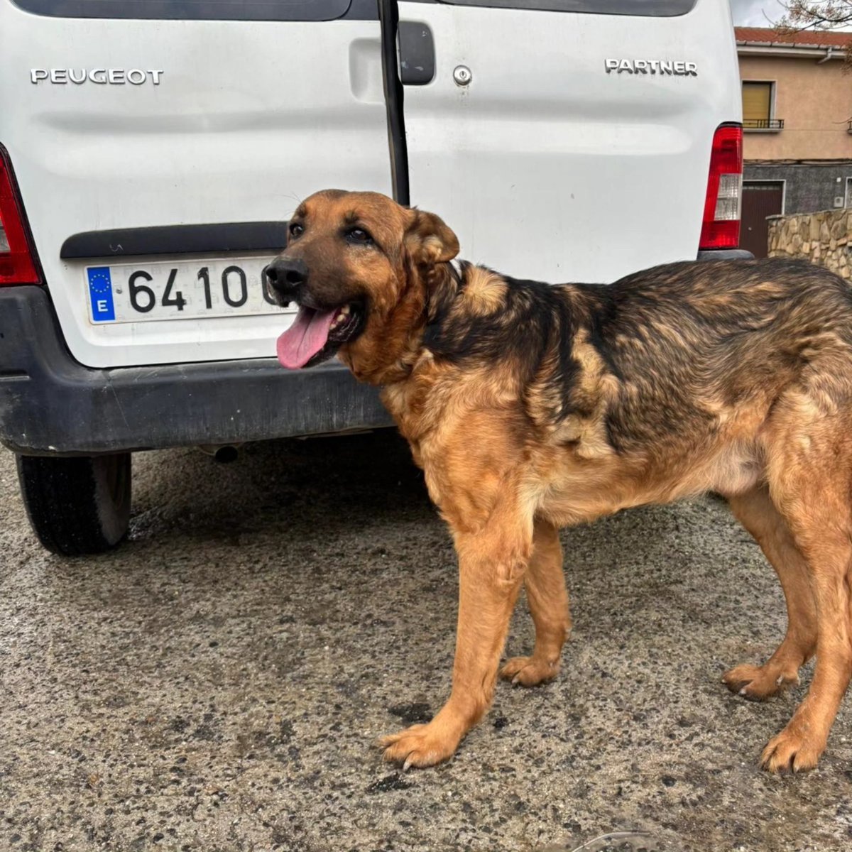 SosAbuelos1's tweet photo. 𝘾𝙤𝙥𝙞𝙖𝙢𝙤𝙨:

#JAÉN
"Que ya no lo quiero..."

Así nos han traído este perro y nos ha dicho su dueño. Es un macho de 10 años con chip, evidentemente no se lo hemos cogido porque tiene la obligación legal de tenerlo y velar por él hasta que se le encuentre algo, todo ello gracias a que tiene chip.

A pesar de ésto ya sabemos las cosas que pasan, así que el perro que es el que menos culpa tiene necesita de encontrarle algo pronto.
Ayúdanos a encontrarle un lugar digno para él.

Interesados...
Contacto: alma.animal@hotmail.com