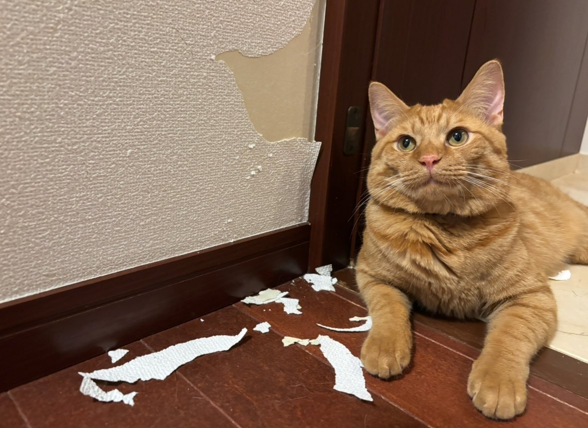 キムチ母‼️ tweet media