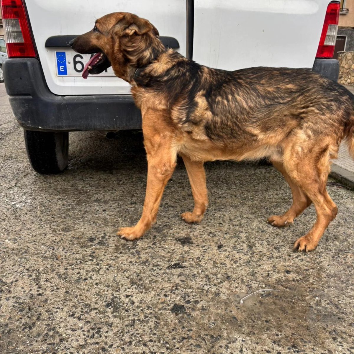 𝘾𝙤𝙥𝙞𝙖𝙢𝙤𝙨:

#JAÉN
"Que ya no lo quiero..."

Así nos han traído este perro y nos ha dicho su dueño. Es un macho de 10 años con chip, evidentemente no se lo hemos cogido porque tiene la obligación legal de tenerlo y velar por él hasta que se le encuentre algo, todo ello