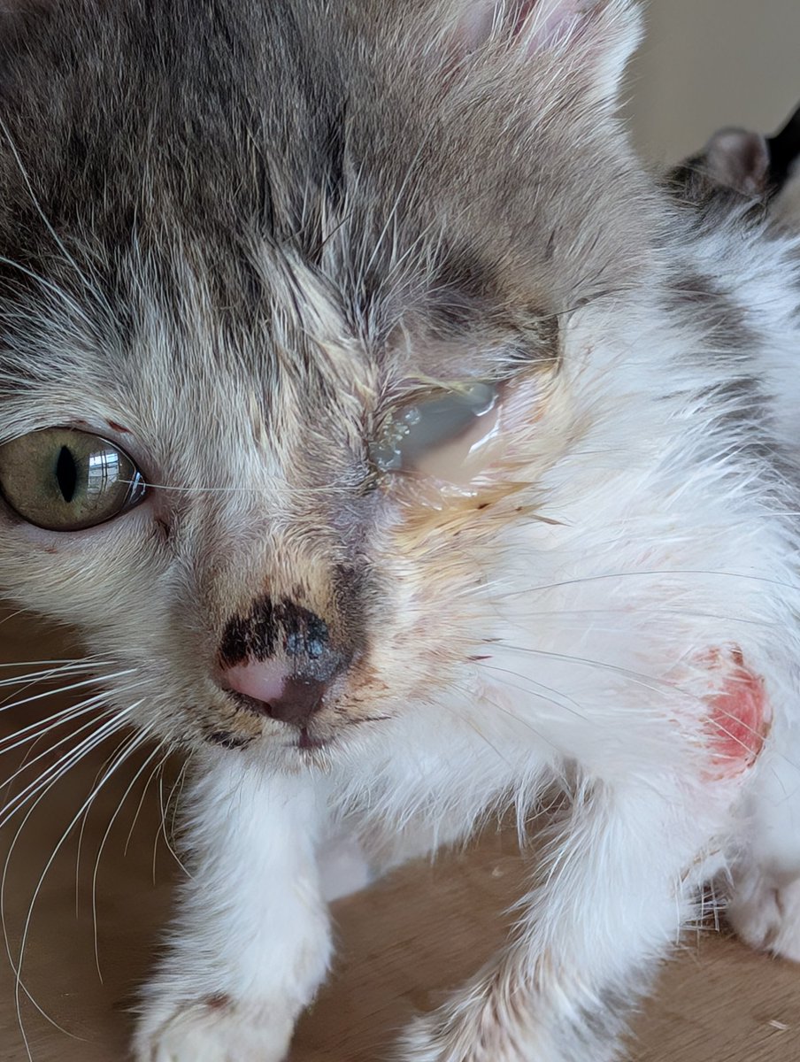 あなたのご支援で…例えば1万円で雌猫の不妊手術ができ、これだけの不幸な命が生まれません。生まれてくる子猫の苦しみを知ってほしい😹
みんなでＴＮＲ活動しましょう💪
#不幸な命を生ませない
#皆でＴＮＲ活動
#鹿沼市