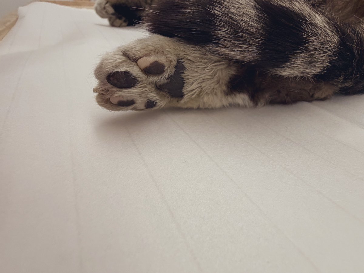 thisisthenorang's tweet photo. 톰 잘 보내주고 왔어요 https://t.co/djqYUVT39X