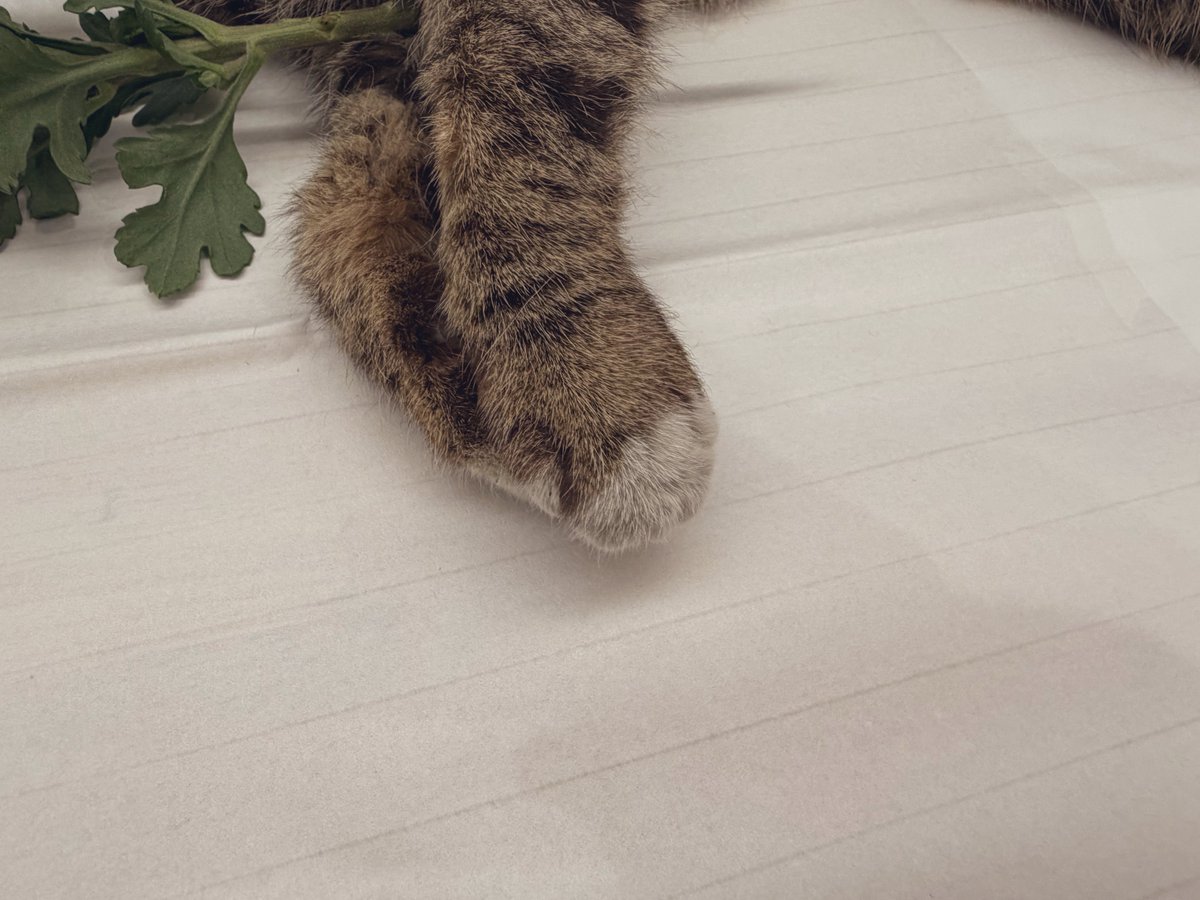thisisthenorang's tweet photo. 톰 잘 보내주고 왔어요 https://t.co/djqYUVT39X
