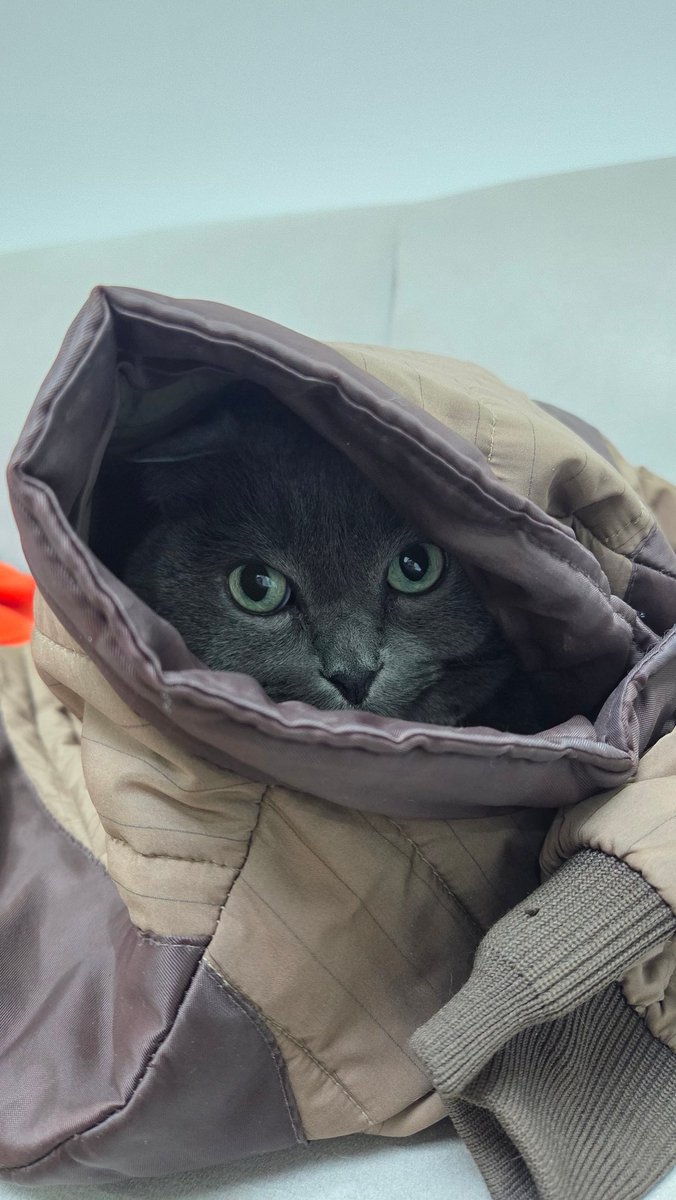 환기한다고 문열면서 추울까봐 일부러 옷도 소파에 얹어뒀는데 잘 들어가 있다😚