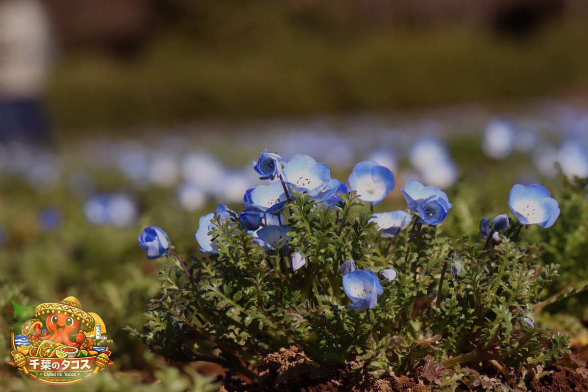 千葉タコス🌮 tweet media