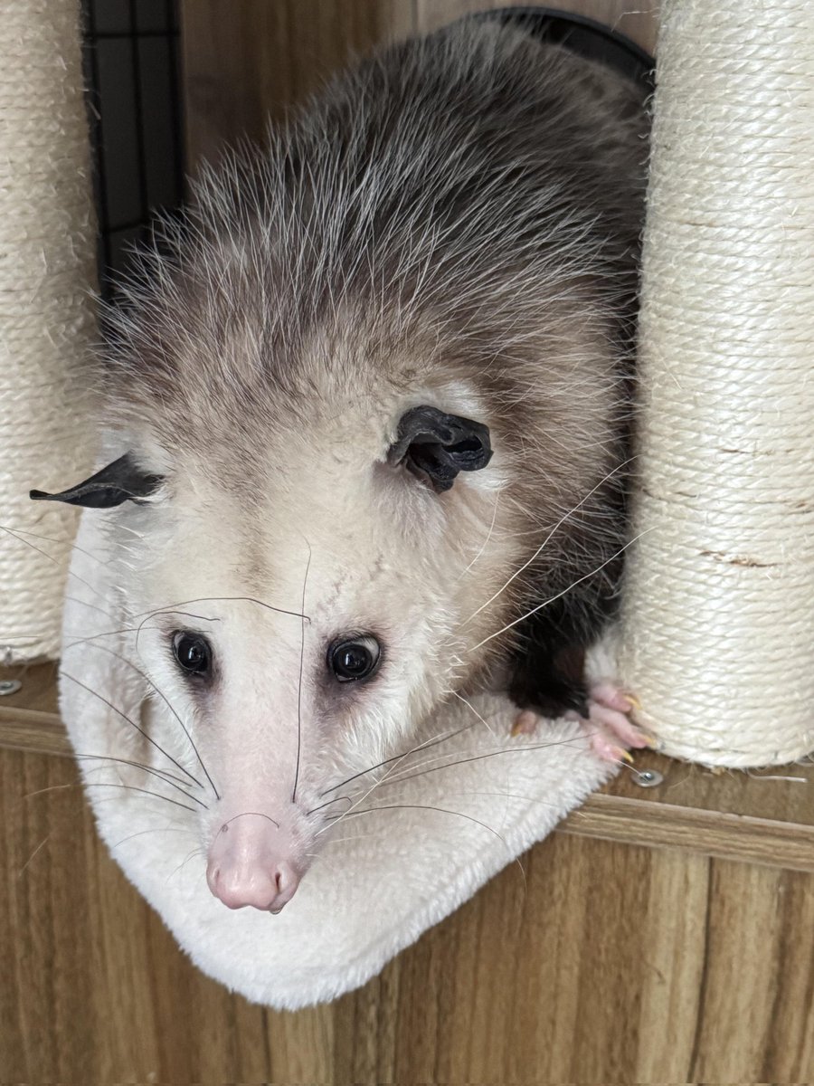 Possum_Daily tweet media