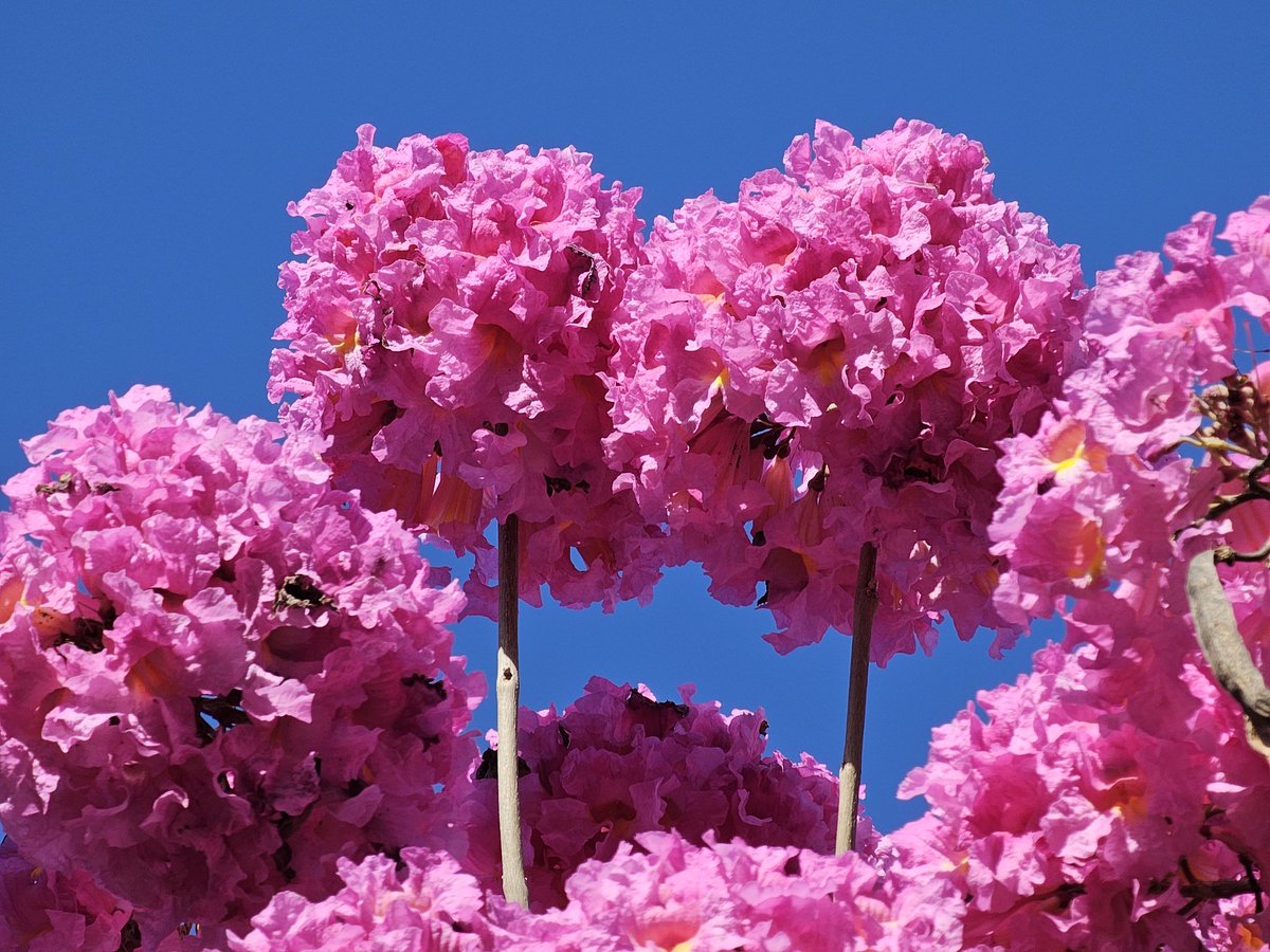 рыжая кошка гуляет по проводу tweet media