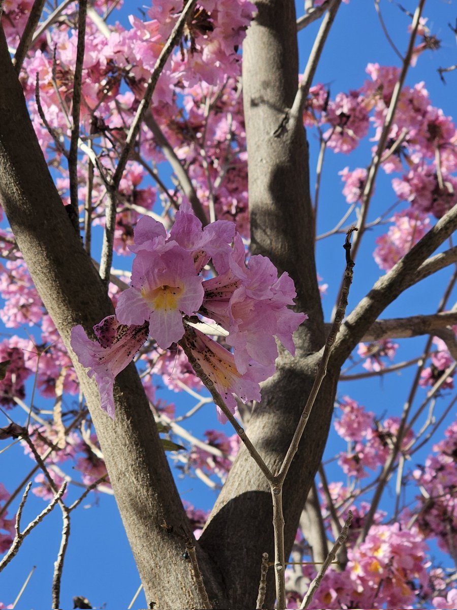 рыжая кошка гуляет по проводу tweet media