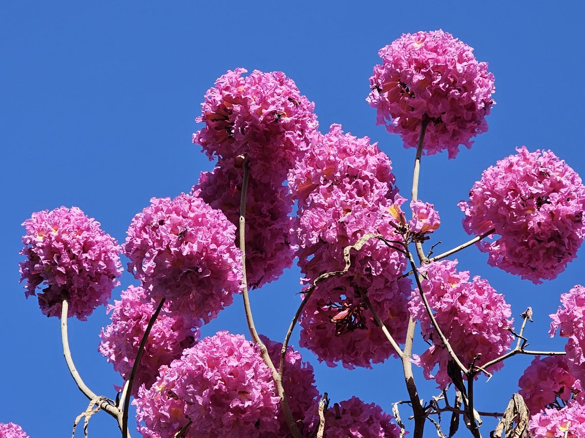 рыжая кошка гуляет по проводу tweet media