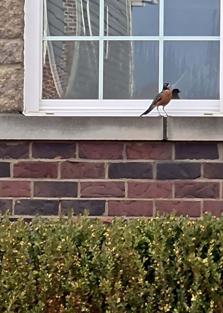 swathee_krishna's tweet photo. A bird outside my house today made me think—maybe every season of life changes this gently..
#changeIsPermanent https://t.co/nLT6S99kX6